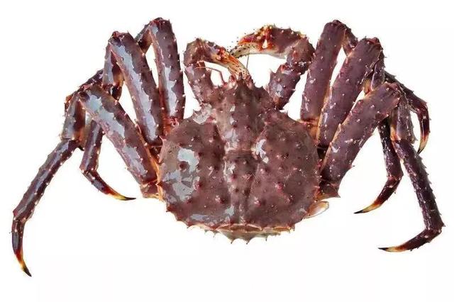 188元/条！吃养颜旺财老虎斑，就来肥隆“食斑节”！