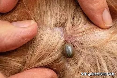 三管齐下：消灭草爬子