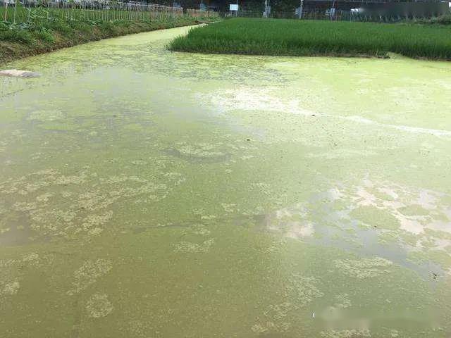 裸藻和裸甲藻是同一藻类吗,蓝藻与绿藻的相同点