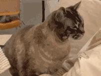 明明绝育了但是还是怀孕了的猫,明明是已经绝育的公猫