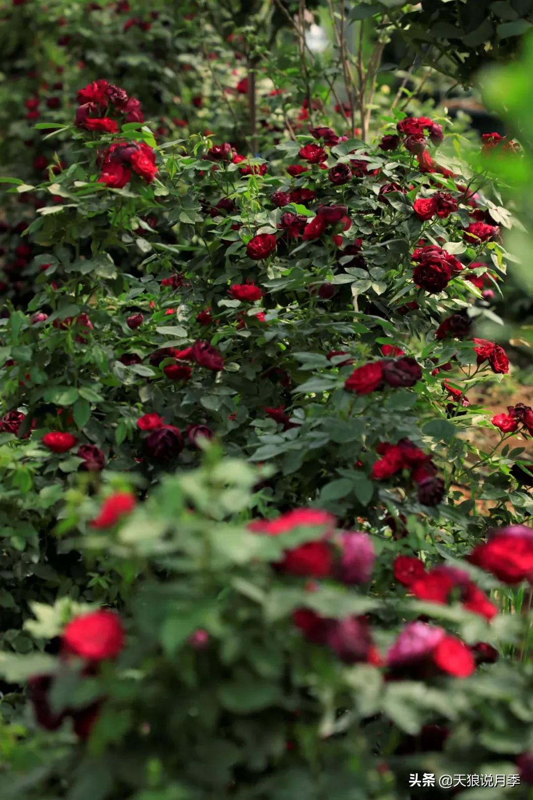 又一个十年,国产自育品种