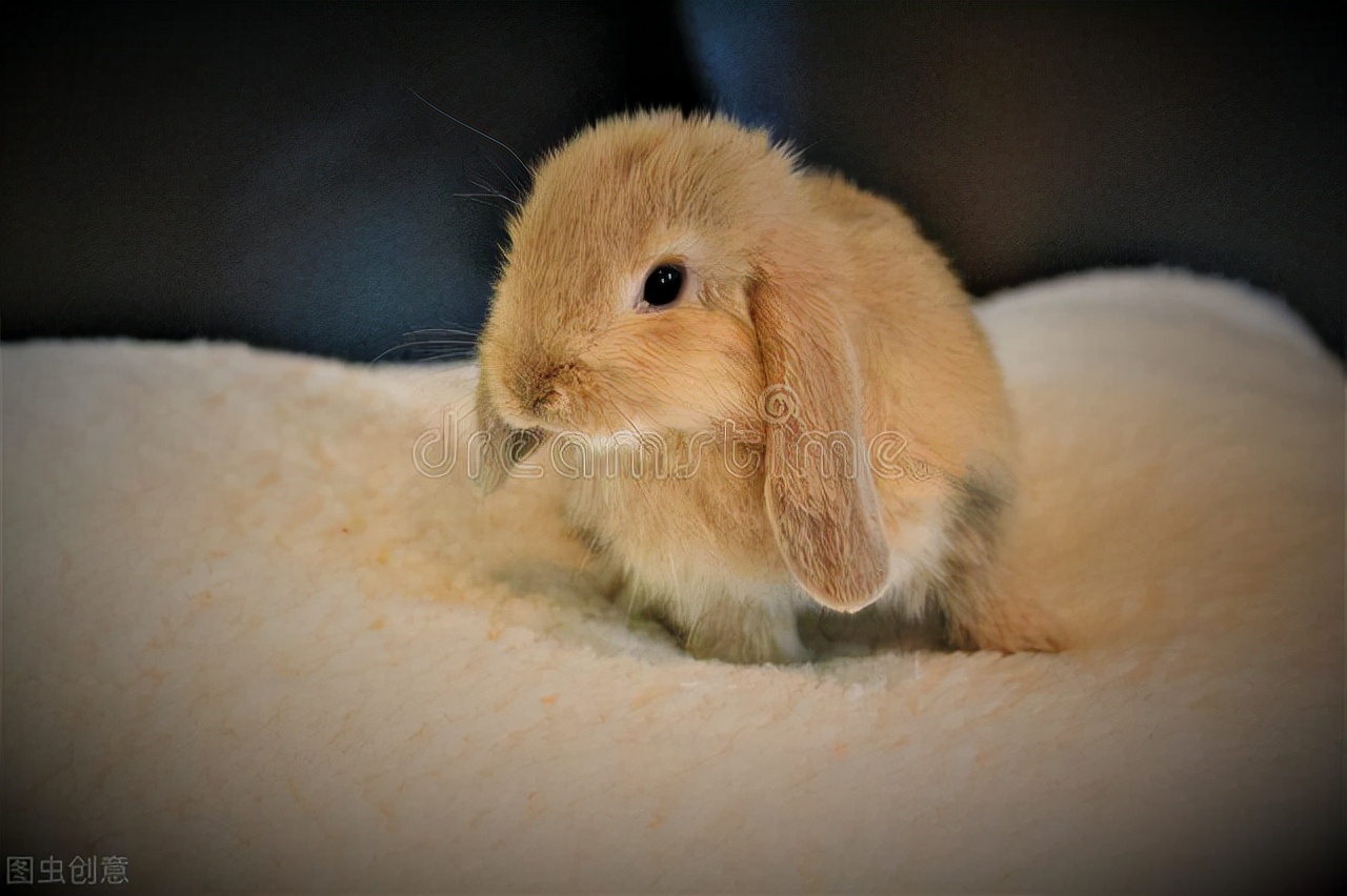 兔子脚上长癣怎么治疗,兔子耳朵长癣了怎么办