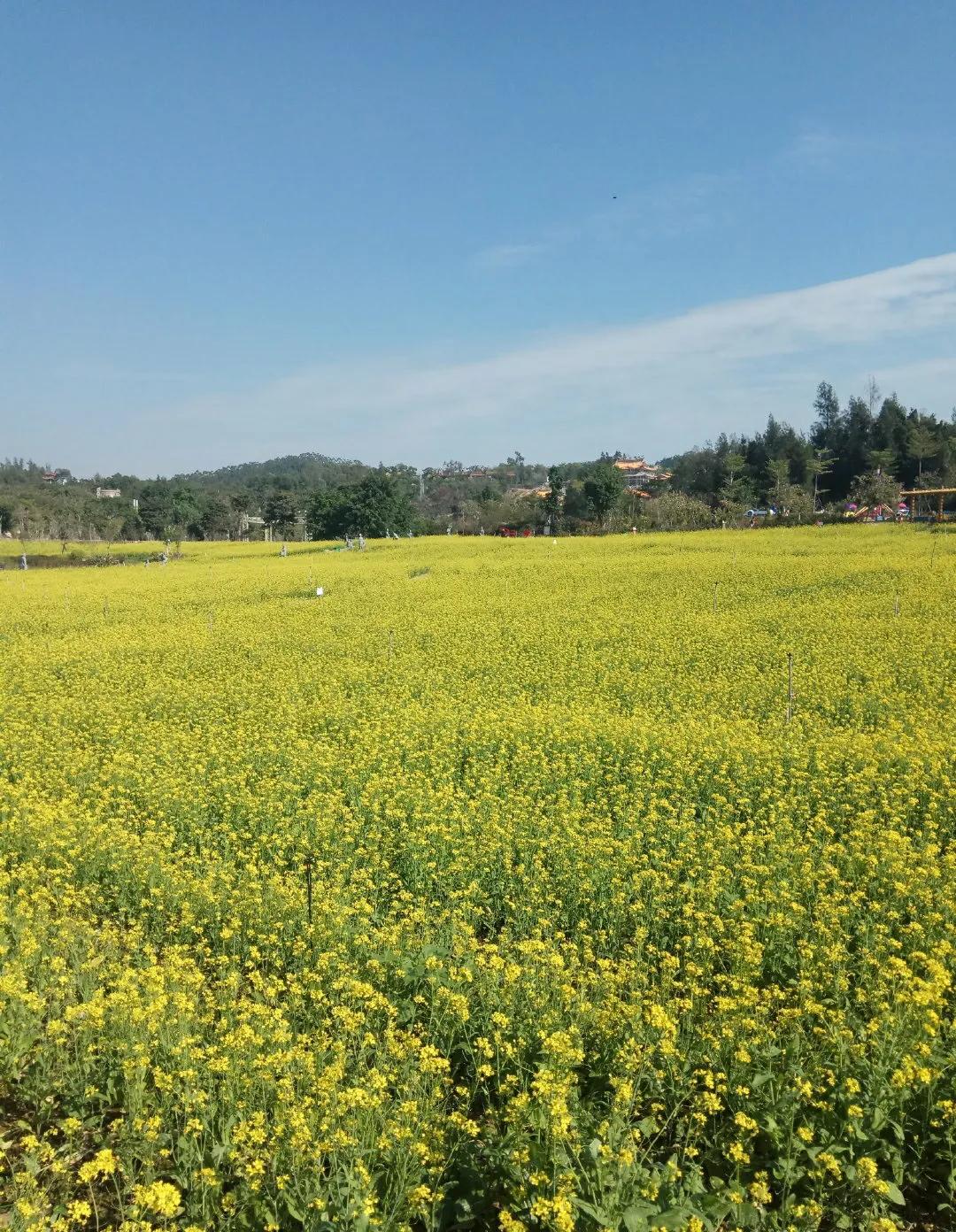 厦门香山有什么风景,厦门翔安必去8个景点香山