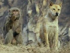 戮仙碧瑶和张小凡最后的结局,戮仙碧瑶张小凡在一起了吗