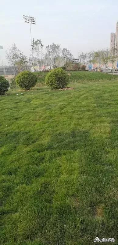 白沙湾足球基地开幕式,白沙湾足球锦标赛