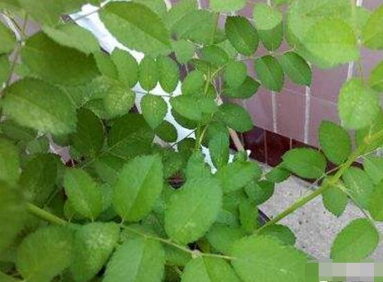 蔷薇花叶子发黄的原因和处理办法,蔷薇花叶子发白怎么办