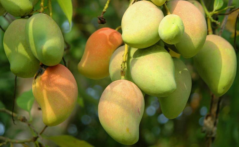 芒果流胶病用什么药治疗最好,芒果树流胶病怎么治理