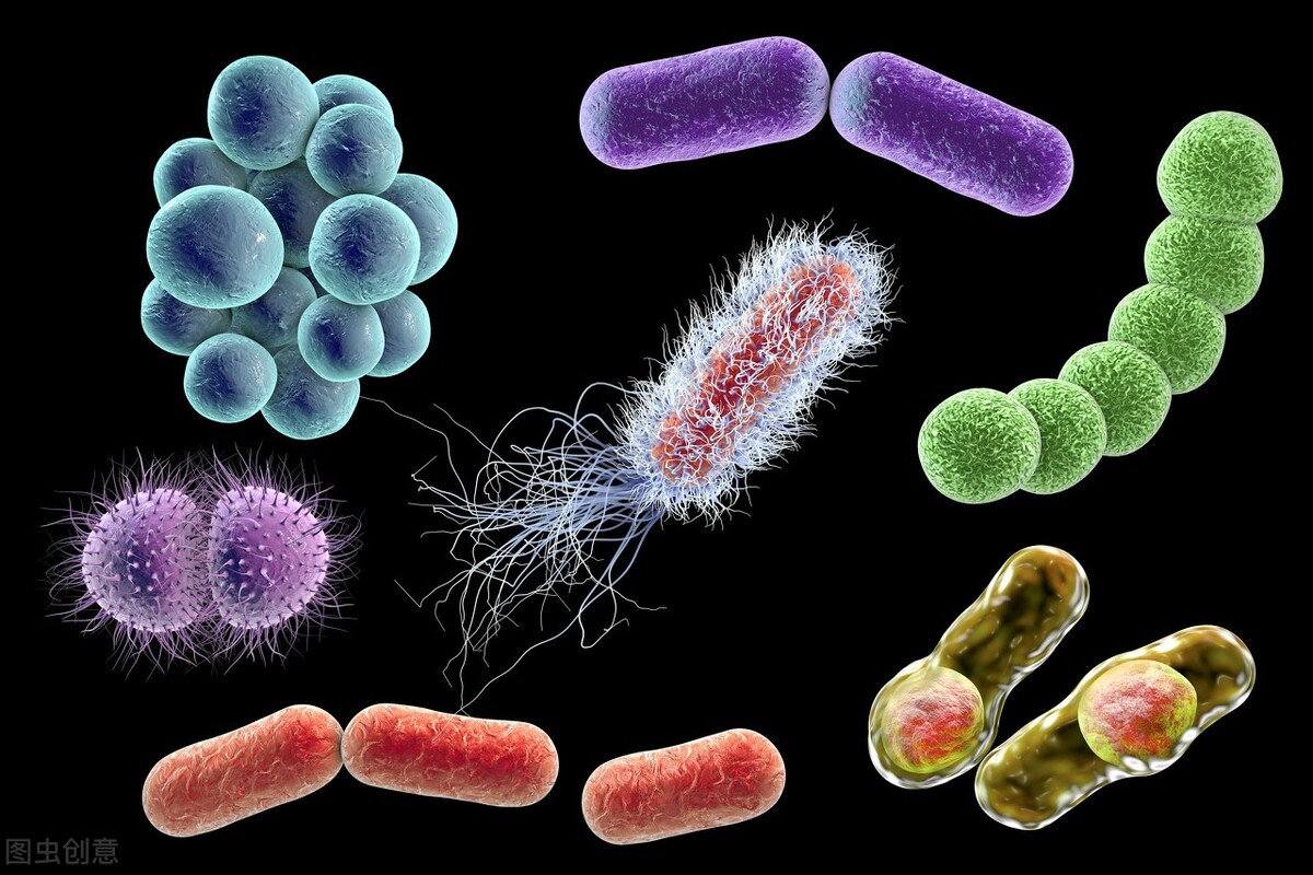 酿酒酵母是什么东西,酿酒酵母在养殖过程中的作用