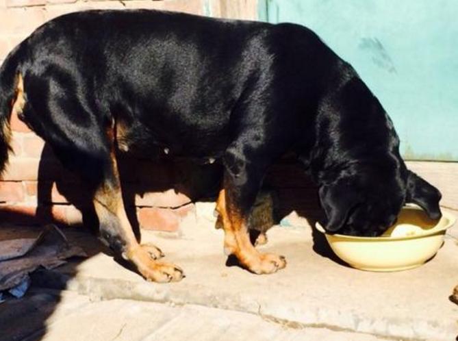 辟谣养狗对小孩不好,辟谣养狗危害