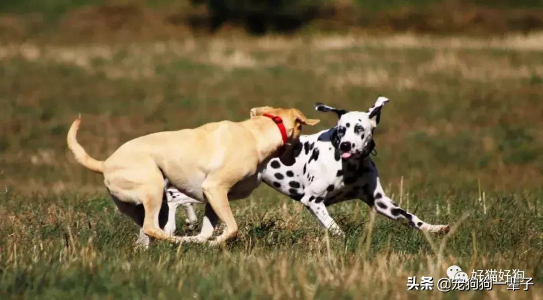 让狗狗安静下来的最简单办法,学会以下招数让狗狗训练有素