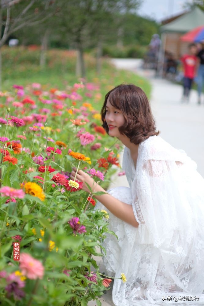 常熟粉黛花海景点,常熟市油菜花田