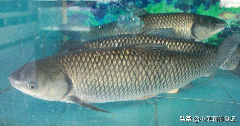 冬季吃鱼吃什么鱼最好,冬天多吃鱼应该少吃什么鱼