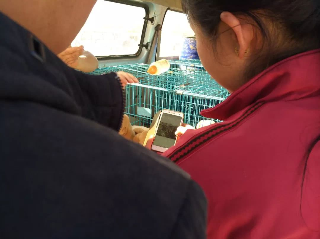 800元狗贩子,农村狗市拉布拉多350元一只