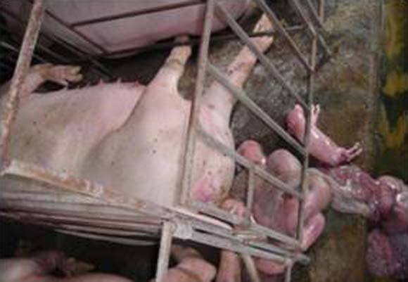 母猪最好中药配方,母猪最佳中药配方