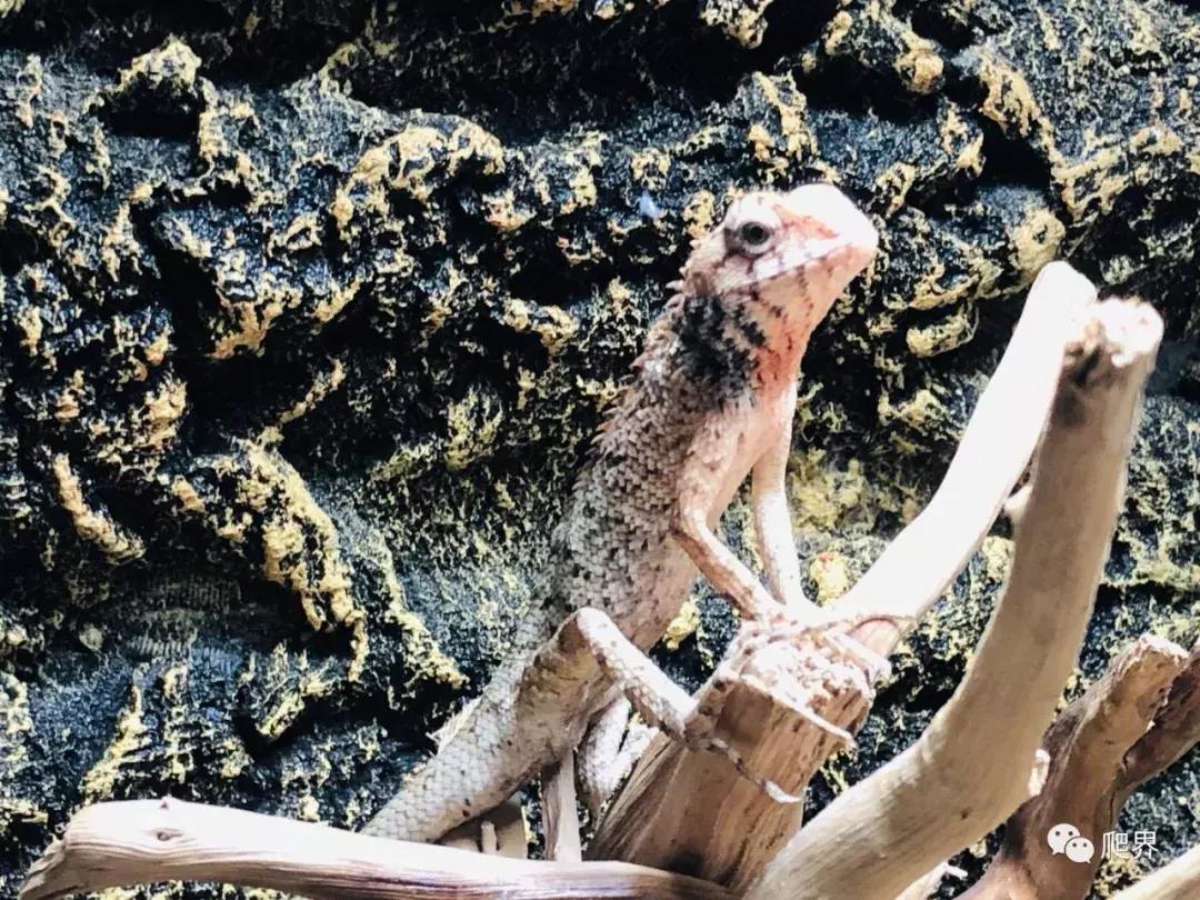 湛江爬宠店,深圳爬宠店在哪里