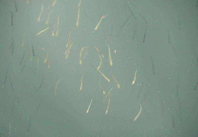 用饵料钓鱼小鱼闹窝怎么办,钓鲤鱼小鱼闹窝的最有效的方法