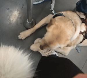导盲犬被踩了也不敢出声怎么办,导盲犬在地铁压到脚原视频