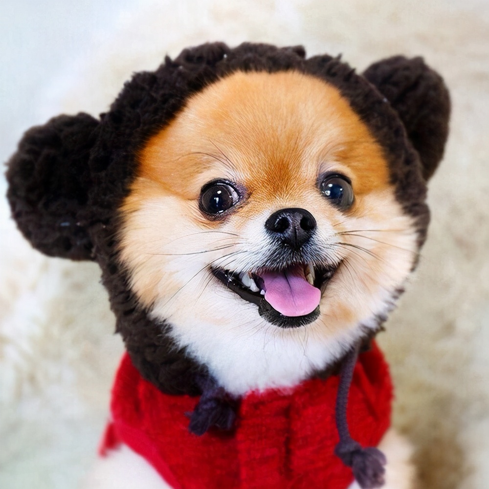 被流浪狗咬了,该找谁负责?这些规定你要尽早知道