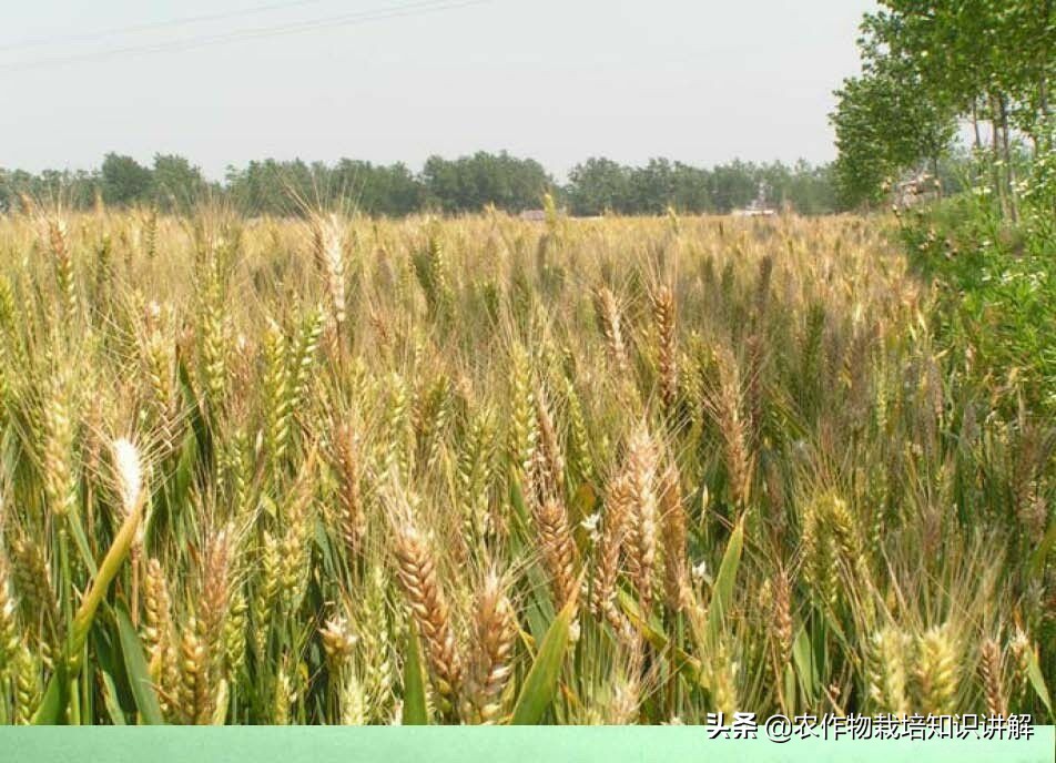 小麦预防赤霉病哪种药好,小麦预防赤霉病打什么药