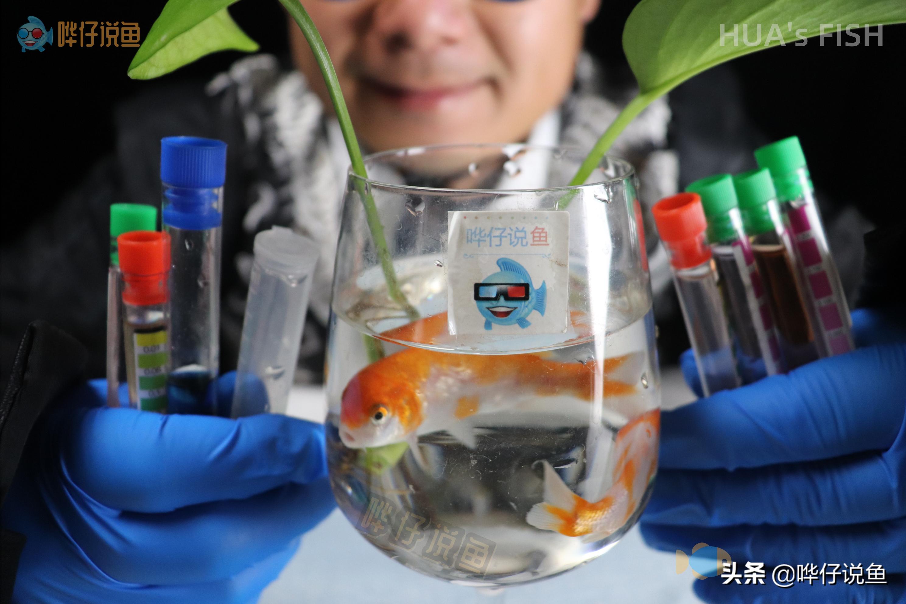 如何测试鱼缸水质酸碱度,如何测定鱼缸水质