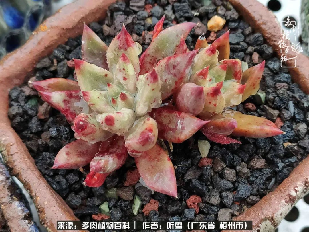 爱上多肉精致生活,爱上多肉我们的减压法宝