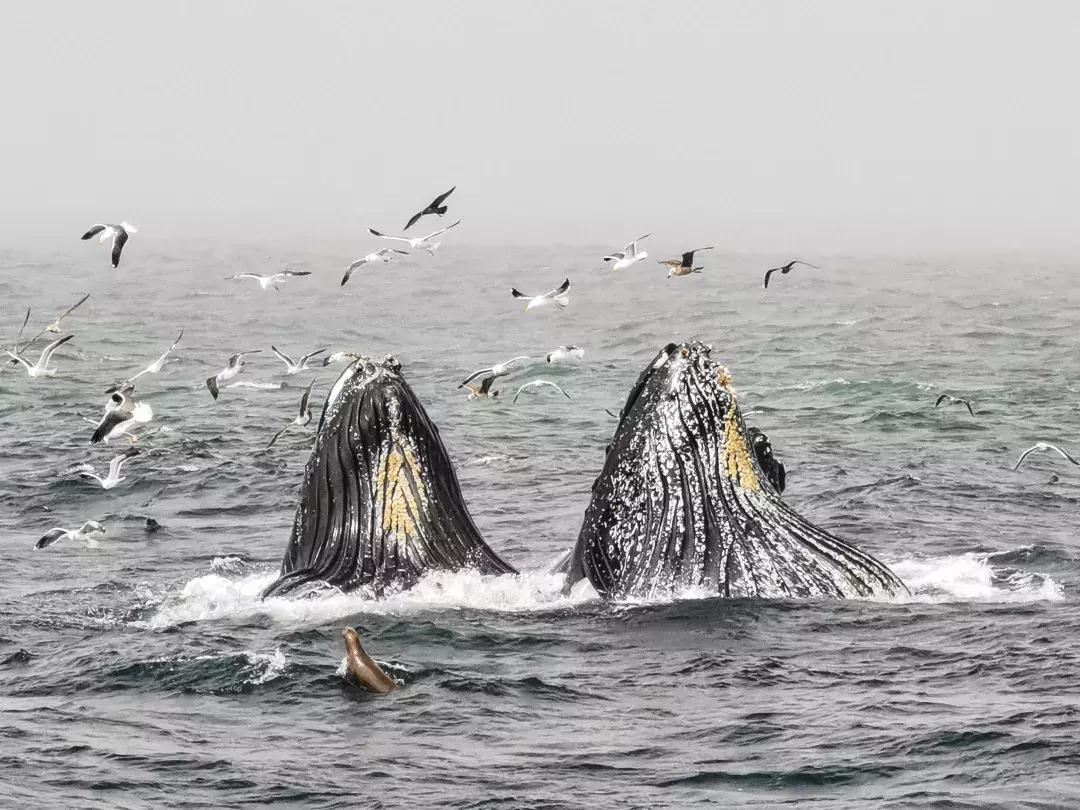 华为p30的镜头模组叫什么,华为p30镜头是蓝宝石的吗