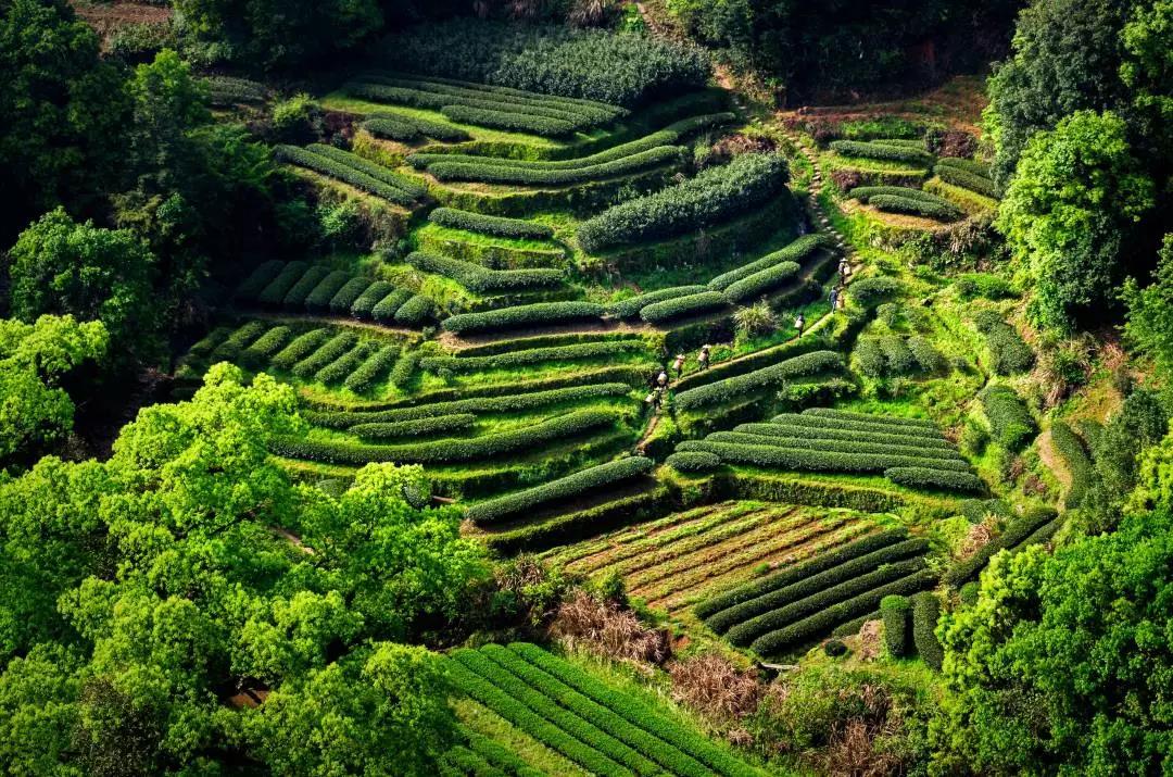 吴振铎乌龙茶,台茶之父吴振铎