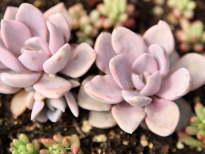 多肉长高了怎么修剪,如何防止多肉长高