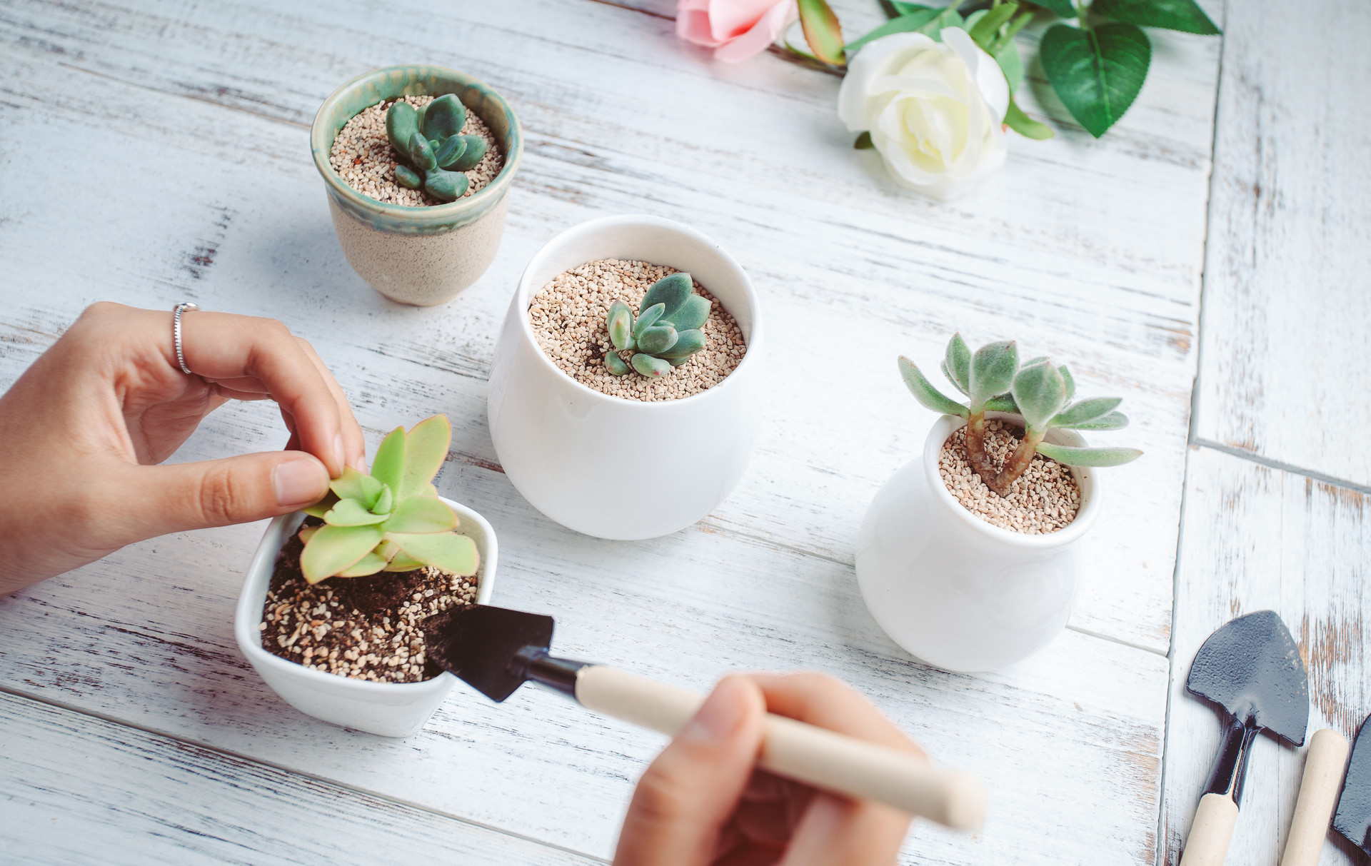 这几种常见的多肉植物有毒,你家里有养吗?