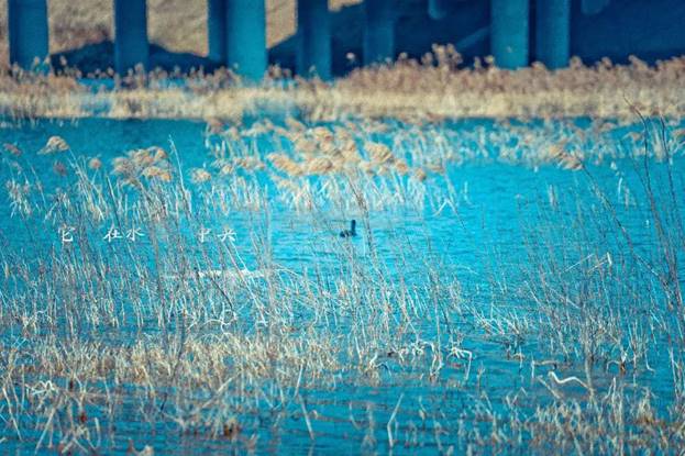 阎良最美石川河,阎良石川河秋日美景