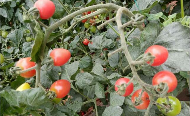 让番茄更快出汁水,让人回味无穷的人