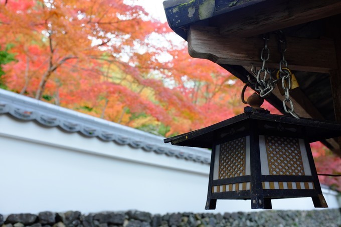 京都赏枫2022,京都赏枫必去景点有哪些好玩的