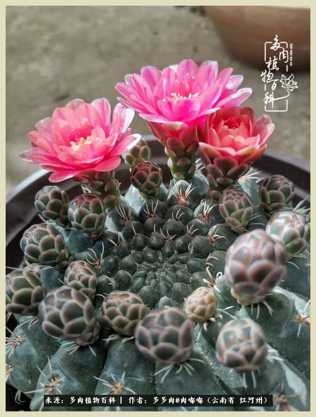 这个春天我们一起去赏花,这个季节我们一起去看花