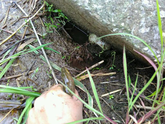 抓黄鳝小知识,农村娃抓黄鳝视频