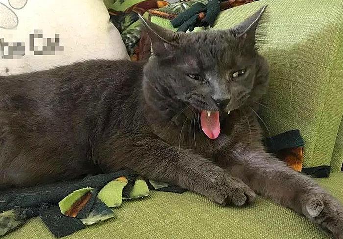 猫咪为什么变得异常警惕,猫哮喘和猫咳嗽怎么区分