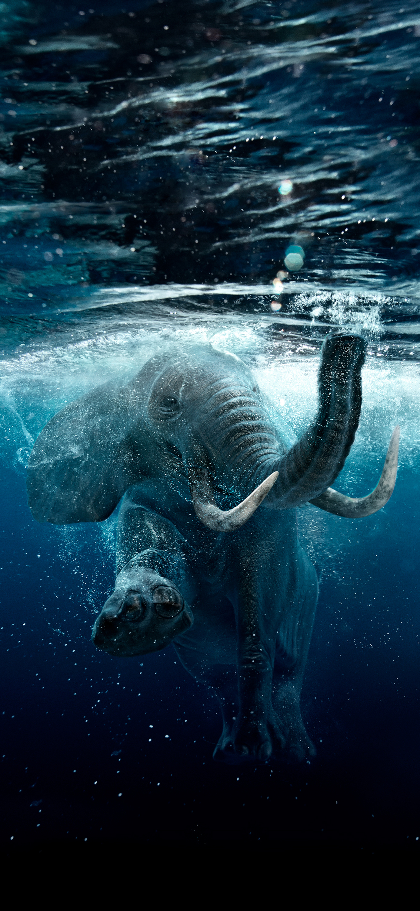 花鸟壁纸动物壁纸,动物壁纸高清手机壁纸