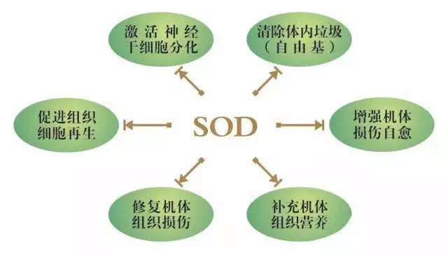 sod有那么好吗,SOD是什么产品