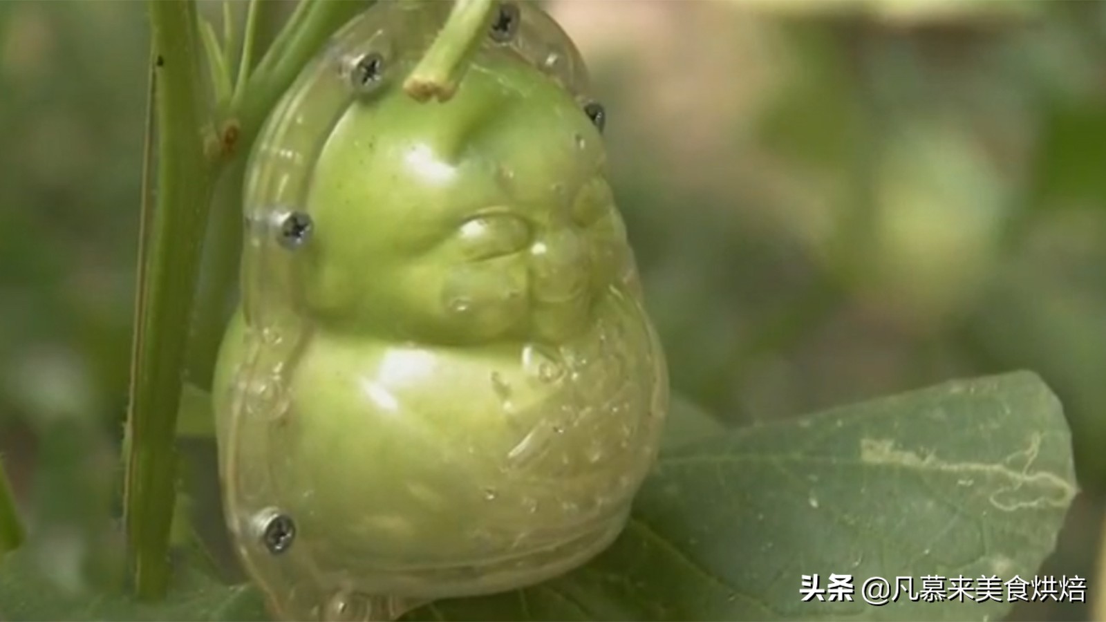 西游记中孙悟空偷吃人参果,孙悟空偷吃人参果是在哪里