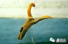 经典传奇湖底谜团水怪,尼斯湖水怪谜团