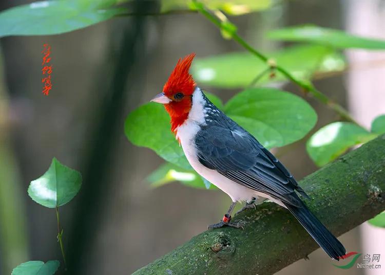 你认识吗丁啉,你认识吗