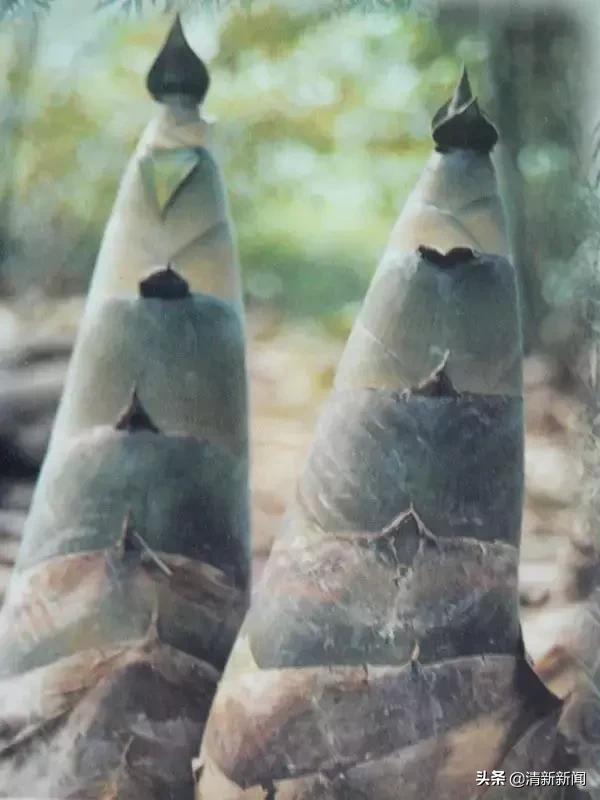 清远恒大足球小镇最新消息,广州恒大足球小镇