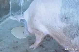 妊娠母猪呕吐,母猪产死胎的原因及防治方法