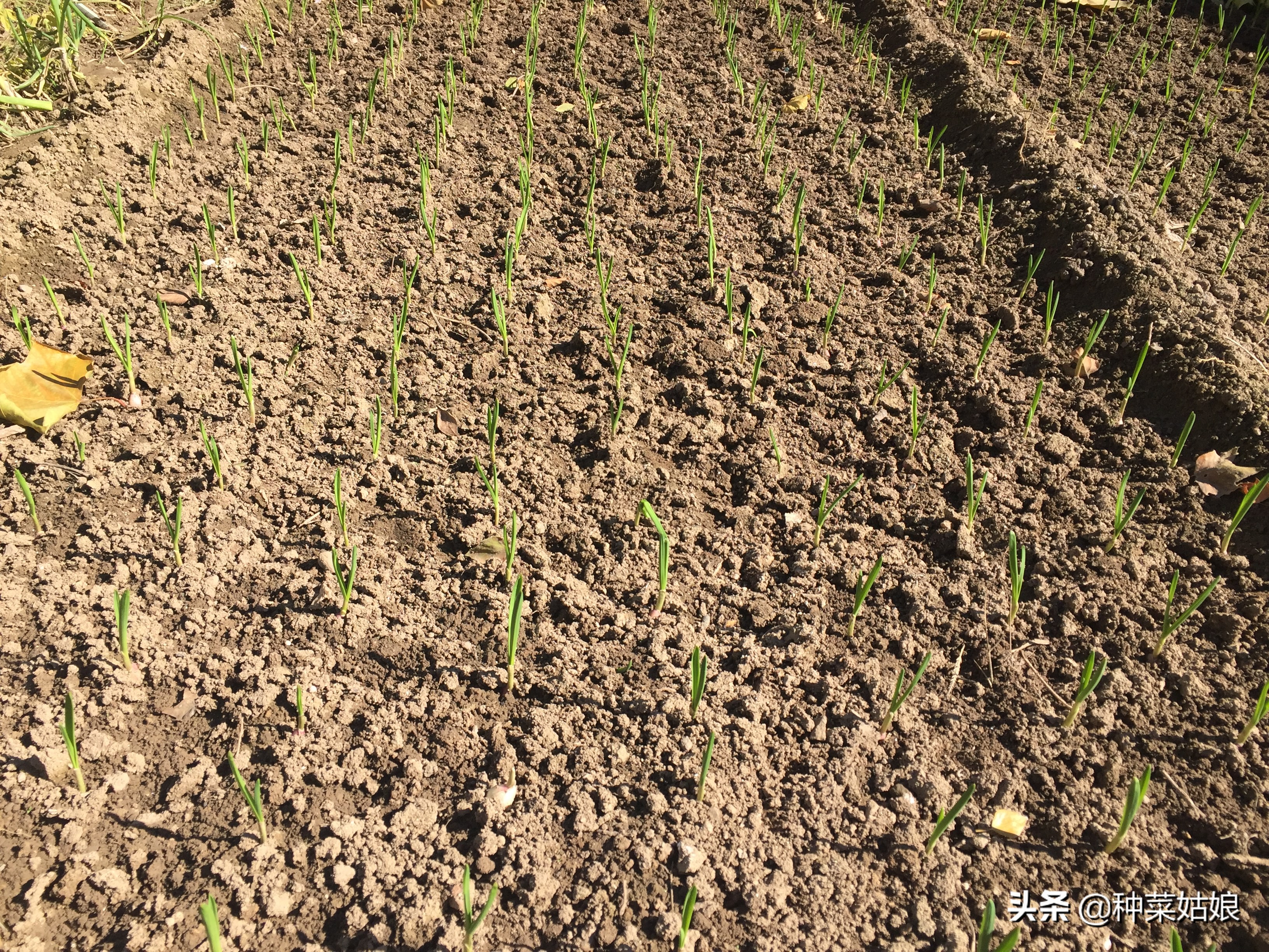 种蒜只长叶不结蒜,种蒜不出九这个九指的是什么