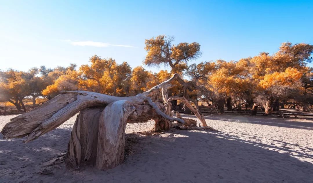 额济纳胡杨林自驾游详细攻略,宝鸡自驾往额济纳胡杨林攻略