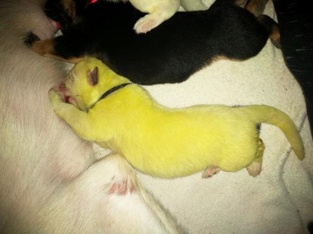 德牧生下白色幼崽,德牧生了8只苏联红