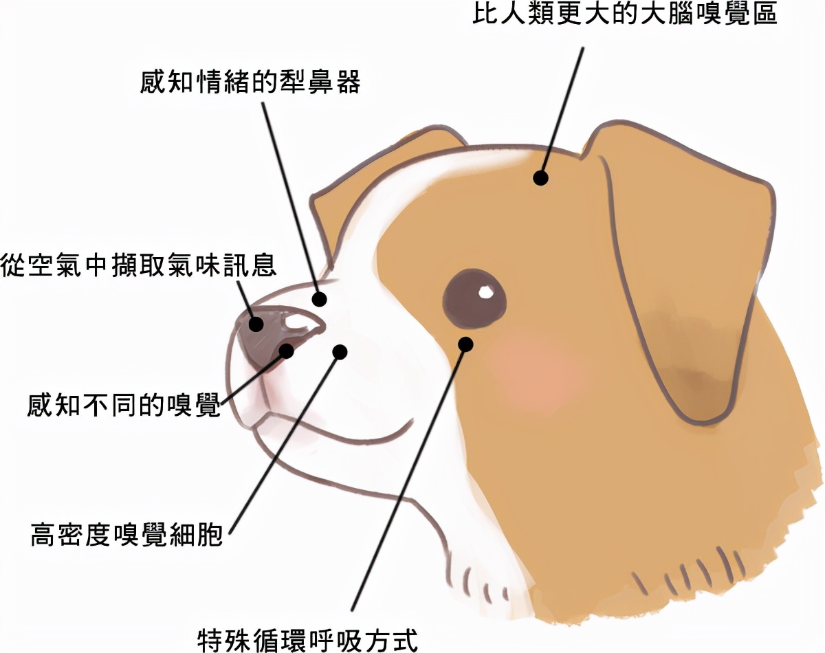 为什么狗会亲近女生,为什么狗也会交朋友