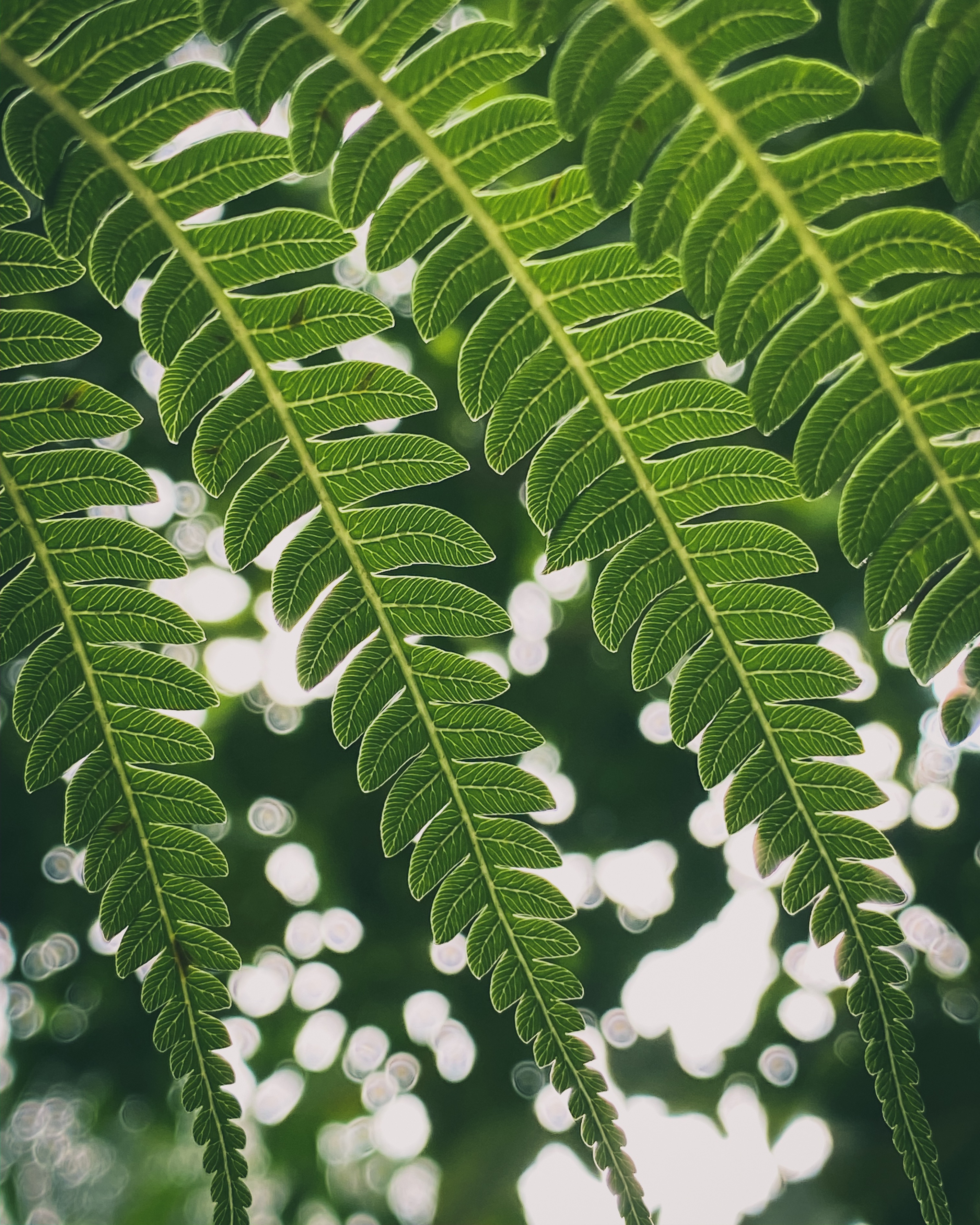 手机拍摄技巧iphone入门,0基础学会iphone拍摄技巧