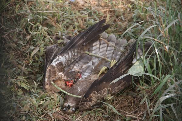 野外发现一只老鹰,用无人机飞到山上发现一只老鹰