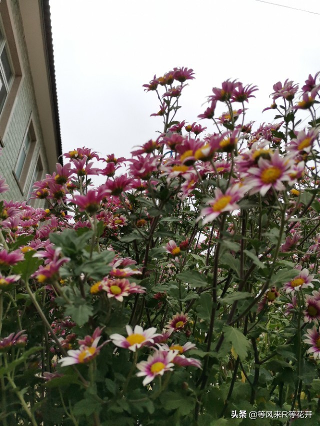 来自“神苗”的问候，记我与宿迁苗的相爱相杀—菊花