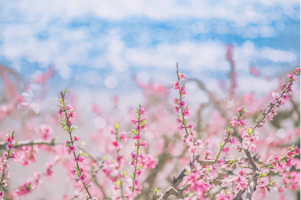 桃源之境是什么,桃源之境